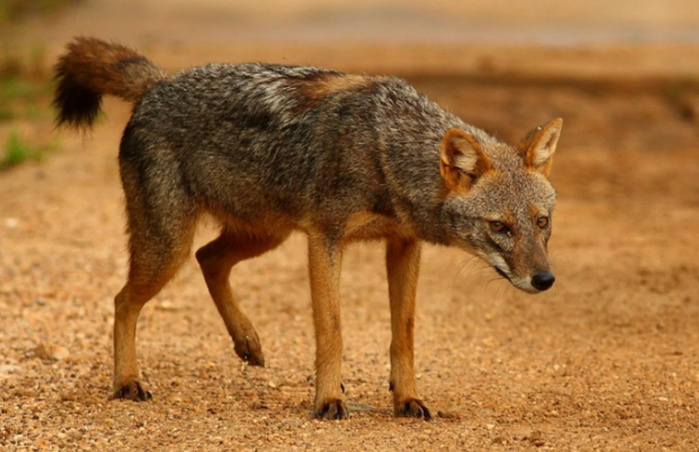 Parc national d'Al Hoceima: le loup doré africain, un prédateur qui contribue au maintien de l'équilibre écologique Parc national d'Al Hoceima: le loup doré africain, un prédateur qui contribue au maintien de l'équilibre écologique