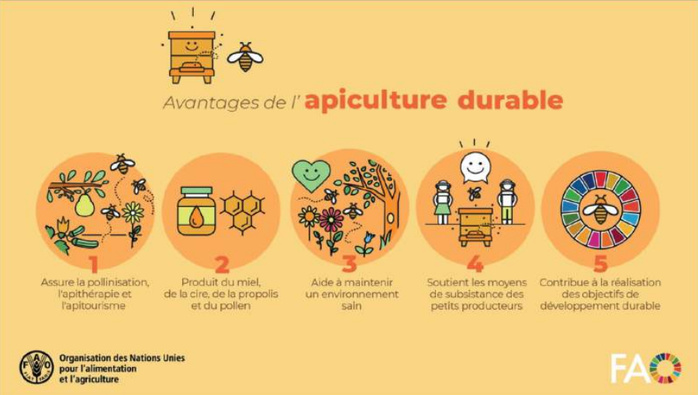 Filière apicole : Ces pluies qui redonnent des ailes aux abeilles [INTÉGRAL]