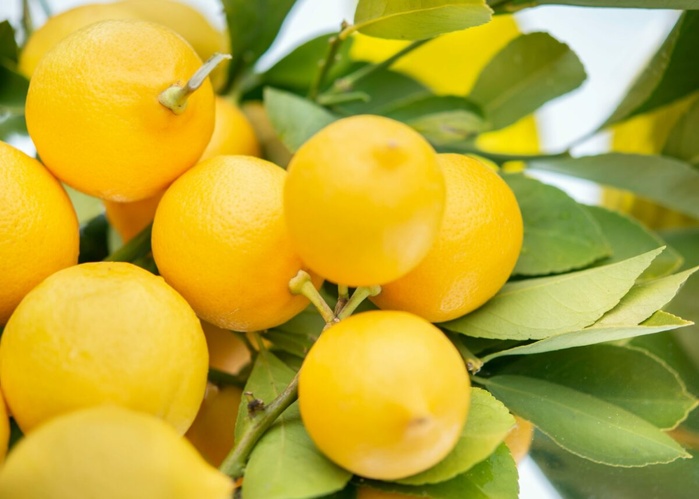 Les agrumes marocaines font leur entrée au marché japonais