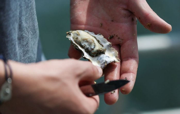 Dakhla : levée de l’interdiction sur le ramassage et la commercialisation des huîtres et moules à Duna Blanca et Taourta-Oum Labouir Dakhla : levée de l’interdiction sur le ramassage et la commercialisation des huîtres et moules à Duna Blanca et Taourta-Oum Labouir