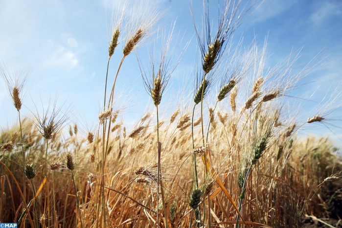 Campagne agricole : la récolte céréalière devrait augmenter de 41% par rapport à 2024 Campagne agricole : la récolte céréalière devrait augmenter de 41% par rapport à 2024
