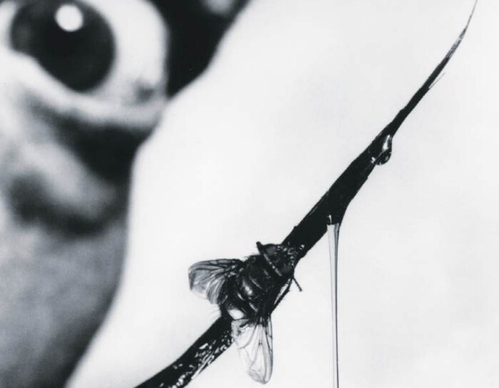 La mouche domestique, vecteur mécanique de maladies infectieuses. La mouche domestique, vecteur mécanique de maladies infectieuses.