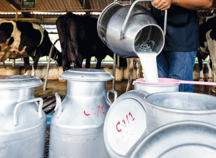 Lait contaminé : Les périlleuses mamelles de l’informel