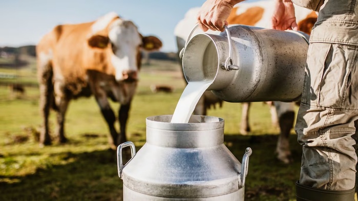 Les animaux domestiques comme les bovins ou les moutons peuvent être porteurs de la tuberculose. Les animaux domestiques comme les bovins ou les moutons peuvent être porteurs de la tuberculose.