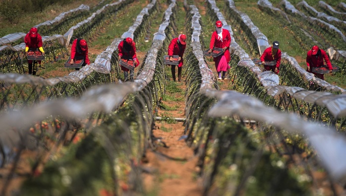 SMIG et SMAG : À quand l'équité salariale pour les travailleurs agricoles ? SMIG et SMAG : À quand l'équité salariale pour les travailleurs agricoles ?