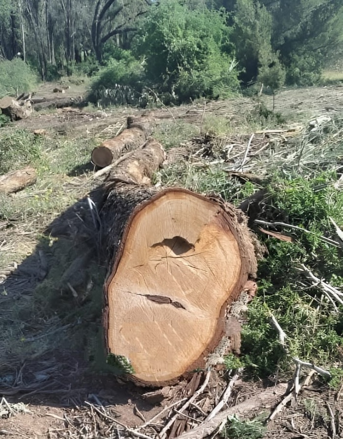 ​El Jadida : La forêt d'Al Houzia saignée à blanc, une hémorragie verte qui nous interpelle !