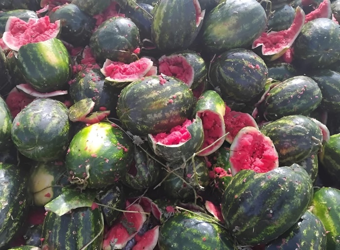 Sidi Bennour : 36 tonnes de pastèque maudite stoppées en plein élan ! Sidi Bennour : 36 tonnes de pastèque maudite stoppées en plein élan !