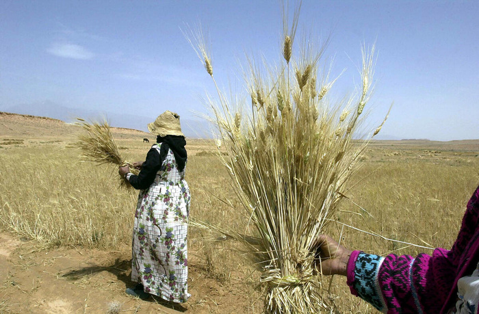 Femmes récoltant du blé à Outat el Haj, un village près de Tissaf. ©FAO/Djibril Sy