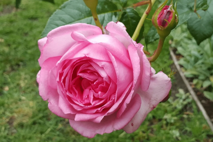 Rose à parfum : La production prévisionnelle estimée à 4.800 tonnes en 2025 Rose à parfum : La production prévisionnelle estimée à 4.800 tonnes en 2025