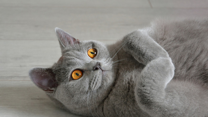 Menace sournoise d’une prochaine pandémie de Grippe aviaire Menace sournoise d’une prochaine pandémie de Grippe aviaire