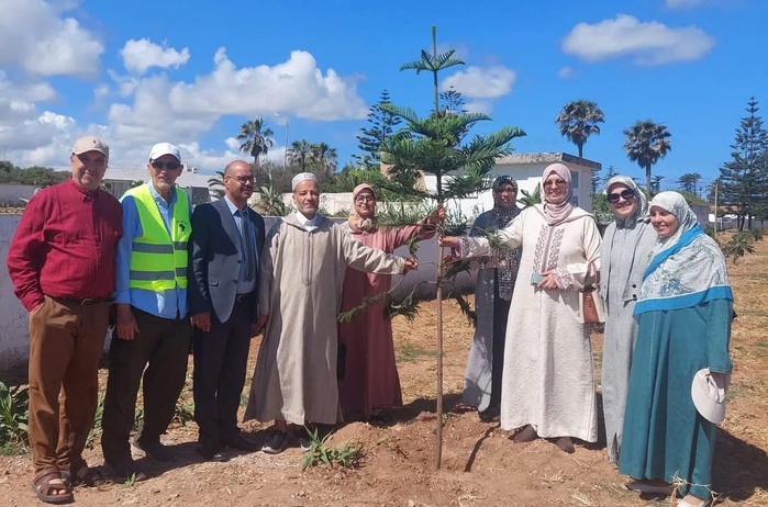 Araucaria : Quand l'Araucaria s'élève, El Jadida respire ! Araucaria : Quand l'Araucaria s'élève, El Jadida respire !