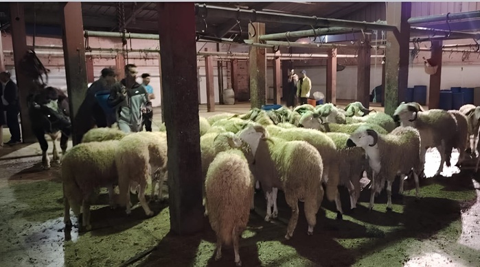 Sidi Bennour : 200 moutons stoppés net à l’abattoir Sidi Bennour : 200 moutons stoppés net à l’abattoir