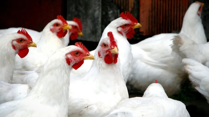 Aïd Al-Adha : Les prix du poulet grimpent en flèche Aïd Al-Adha : Les prix du poulet grimpent en flèche