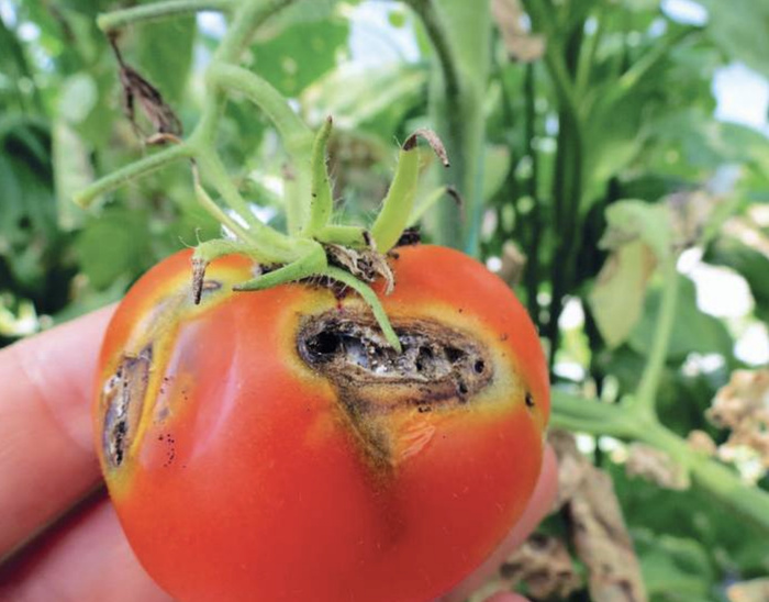 La Mineuse sud-américaine est une espèce d’insectes qui attaque en particulier les feuilles et les fruits de la tomate. La Mineuse sud-américaine est une espèce d’insectes qui attaque en particulier les feuilles et les fruits de la tomate.
