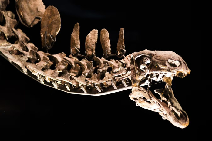 Une nouvelle espèce de dinosaure à bec de canard identifiée au Maroc Une nouvelle espèce de dinosaure à bec de canard identifiée au Maroc