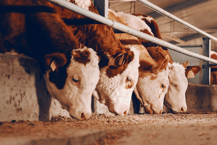 Viandes rouges : Plus de 328.000 têtes importées au 1er semestre 2025 Viandes rouges : Plus de 328.000 têtes importées au 1er semestre 2025