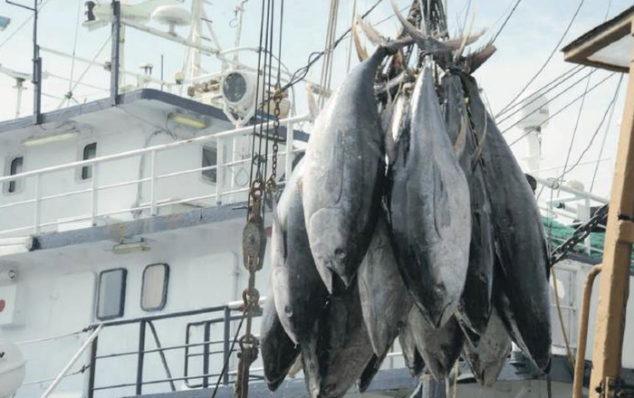 Ressources halieutiques : Le Maroc au pied du mur face à la surexploitation mondiale Ressources halieutiques : Le Maroc au pied du mur face à la surexploitation mondiale