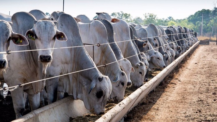 Le Maroc, troisième importateur de bovins vivants du Brésil avec 14 000 têtes Le Maroc, troisième importateur de bovins vivants du Brésil avec 14 000 têtes