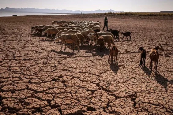 Rapport NDMC-UNCCD : Radiologie des sévères impacts de la sécheresse sur l’agriculture et l’élevage Rapport NDMC-UNCCD : Radiologie des sévères impacts de la sécheresse sur l’agriculture et l’élevage