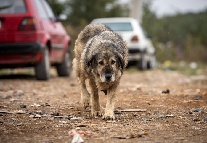 Le gouvernement veut mettre fin à l'anarchie des animaux errants avec un nouveau cadre légal 