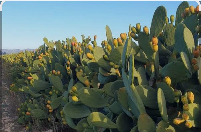 Doukkala: Tamda où la figue de barbarie écrit sa légende entre dunes ancestrales et renaissance écologique Doukkala: Tamda où la figue de barbarie écrit sa légende entre dunes ancestrales et renaissance écologique