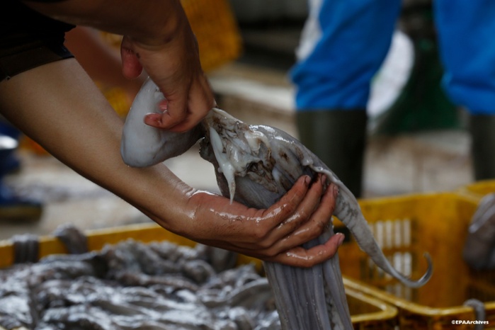 Pêche : Ouverture de la campagne estivale du poulpe après une phase de repos biologique (Secrétariat d’État) Pêche : Ouverture de la campagne estivale du poulpe après une phase de repos biologique (Secrétariat d’État)