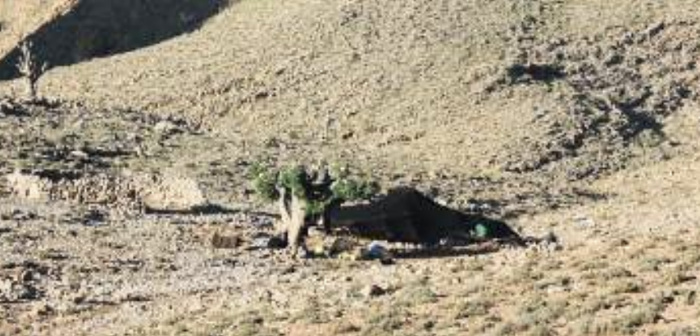 Tente de nomade adossée à un genévrier sur les hauteurs du mont Baddou (© A.Skounti) Tente de nomade adossée à un genévrier sur les hauteurs du mont Baddou (© A.Skounti)