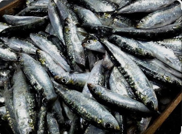 El Jadida : la sardine prend le large – L’Opinion sonde le littoral en tension El Jadida : la sardine prend le large – L’Opinion sonde le littoral en tension