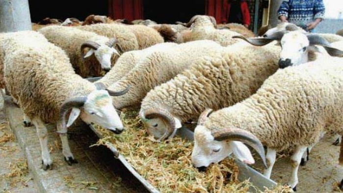 Cheptel national : L’ANOC met en garde contre l’abattage des femelles reproductrices Cheptel national : L’ANOC met en garde contre l’abattage des femelles reproductrices