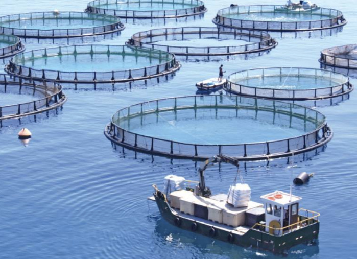 Economie Bleue : Sommes-nous à la hauteur de nos ambitions ? Economie Bleue : Sommes-nous à la hauteur de nos ambitions ?