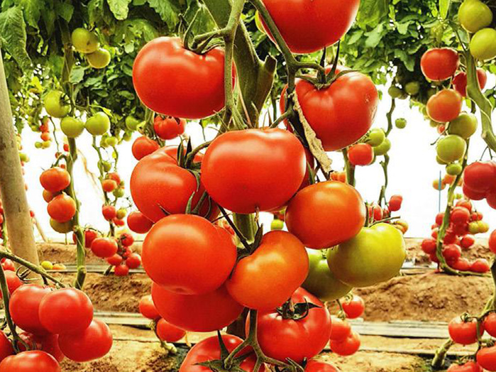 ​Tomate: La région agricole Al Oualja des Doukkala cherche à renouer avec son passé exportateur