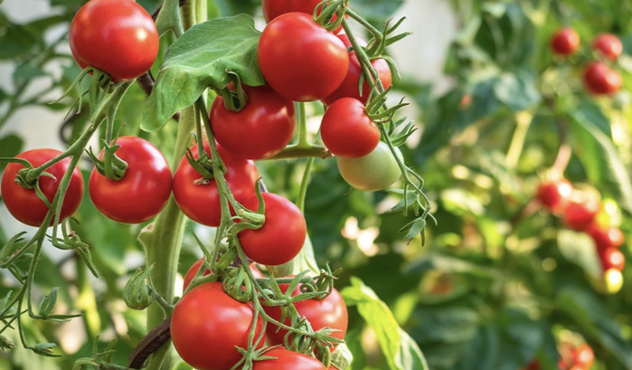 Exportations agricoles : 80 millions de kilos de tomates marocaines écoulés en Espagne Exportations agricoles : 80 millions de kilos de tomates marocaines écoulés en Espagne