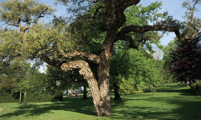 Forêt de Maâmora : En réaction aux critiques, l'ANEF détaille sa stratégie d'aménagement Forêt de Maâmora : En réaction aux critiques, l'ANEF détaille sa stratégie d'aménagement