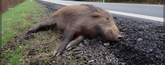 El Jadida: Quand un sanglier devient l'arbitre du destin ! El Jadida: Quand un sanglier devient l'arbitre du destin !