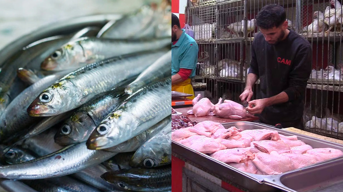 Sardine contre Poulet : À El Jadida, la guerre des prix affame les foyers (Reportage) Sardine contre Poulet : À El Jadida, la guerre des prix affame les foyers (Reportage)