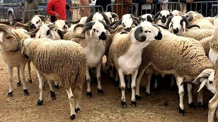 Élevage : La barre des 32,8 millions de têtes franchie, l’importation suspendue Élevage : La barre des 32,8 millions de têtes franchie, l’importation suspendue