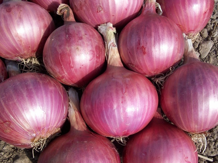 Les exportations marocaines d’oignon ont quintuplé cette saison agricole