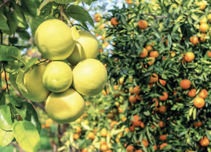 Sécurité alimentaire : La TIS, arme efficace pour protéger les agrumes marocains Sécurité alimentaire : La TIS, arme efficace pour protéger les agrumes marocains