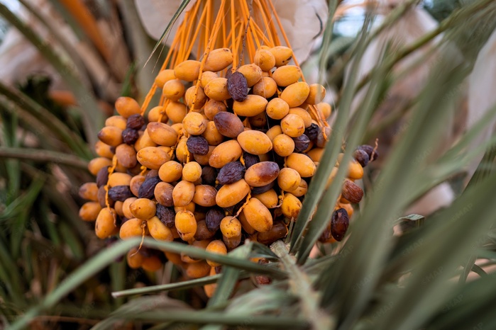 Filière phoénicicole: la récolte débute à Tafilalet sous de bons auspices Filière phoénicicole: la récolte débute à Tafilalet sous de bons auspices