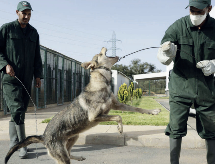 Gérer la population canine et féline de rue.