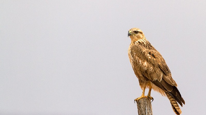 Conservation des rapaces : Une stratégie nationale voit le jour Conservation des rapaces : Une stratégie nationale voit le jour