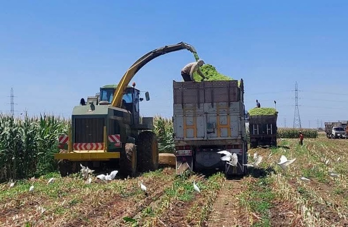 El Jadida: +28% de rendement pour le maïs fourrager grâce à Al Moutmir El Jadida: +28% de rendement pour le maïs fourrager grâce à Al Moutmir