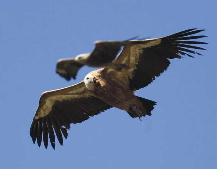 40 espèces différentes de rapaces, sinon plus, fréquentent les habitats naturels du Royaume.