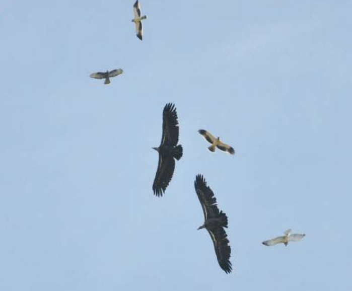 Biodiversité : Quand le Maroc prend les rapaces sous son aile [INTÉGRAL]