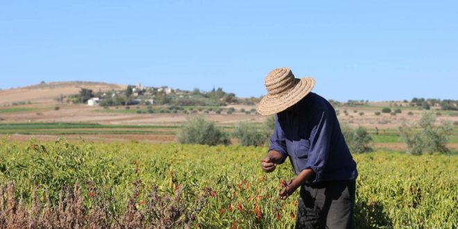 Zones rurales : Un milliard de dirhams pour dynamiser l’emploi Zones rurales : Un milliard de dirhams pour dynamiser l’emploi
