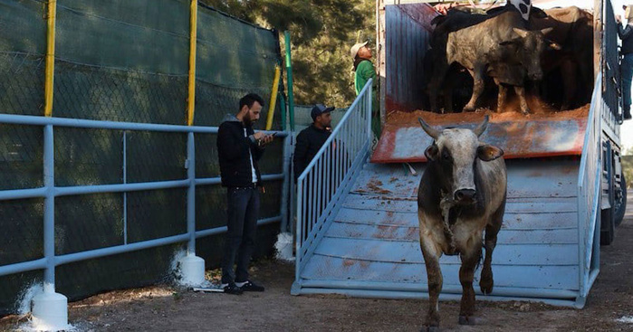 Importation de bovins : le gouvernement double le quota des exonérations Importation de bovins : le gouvernement double le quota des exonérations