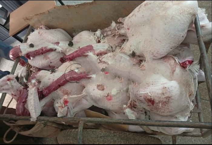 El Jadida : La brigade environnementale met fin à une cargaison douteuse de viande avariée El Jadida : La brigade environnementale met fin à une cargaison douteuse de viande avariée