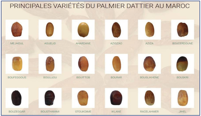 ​Filière dattière : Entre production record et défi hydrique, le Maroc cherche l’équilibre [INTÉGRAL]