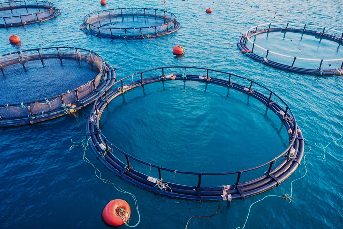 Aquaculture : La Banque Mondiale confirme le potentiel d’un Maroc leader de l’économie bleue Aquaculture : La Banque Mondiale confirme le potentiel d’un Maroc leader de l’économie bleue