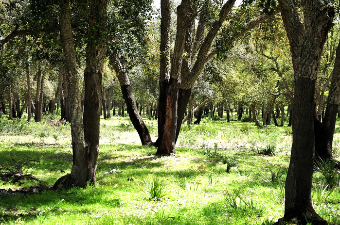 Biodiversité – Maâmora : les chênes-lièges, derniers remparts climatiques du Maroc Biodiversité – Maâmora : les chênes-lièges, derniers remparts climatiques du Maroc